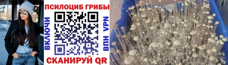 Галлюциногенные грибы MAGIC MUSHROOMS  Купить закладки  Аркадак 